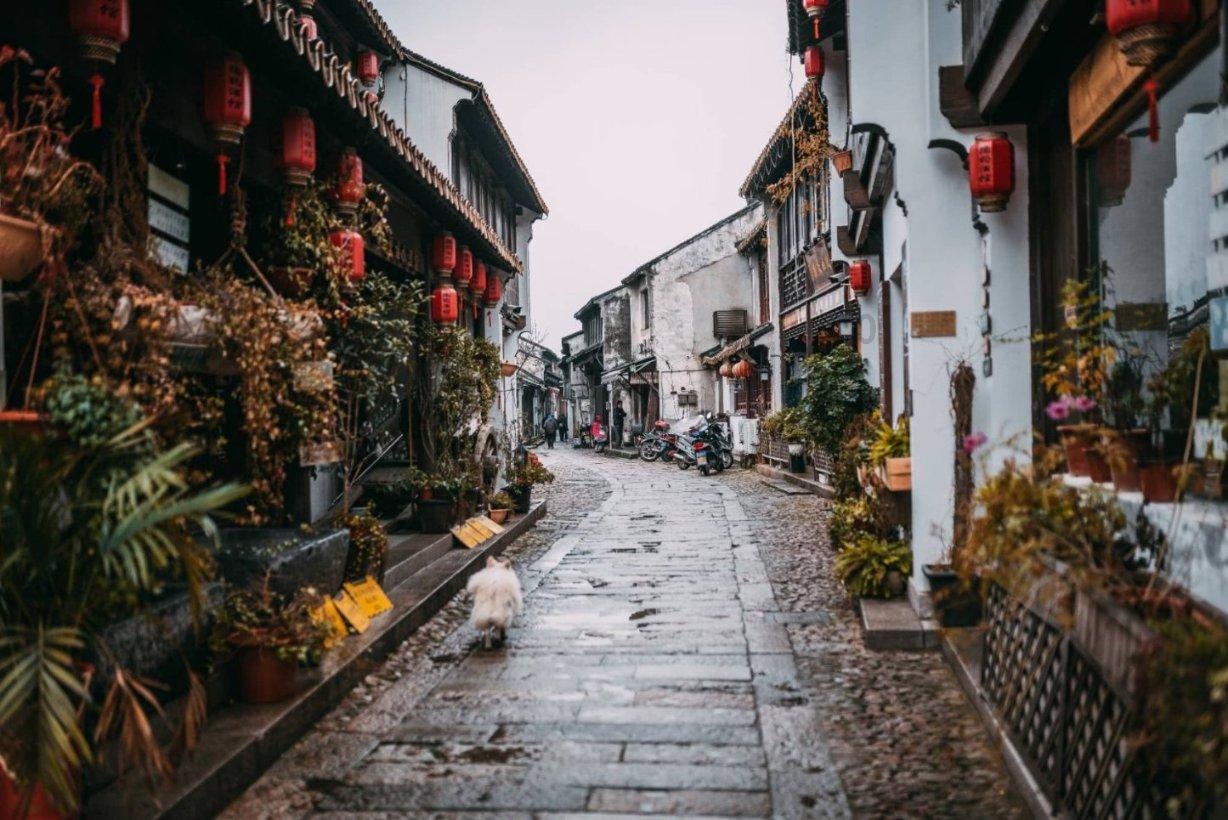 雨后盛放